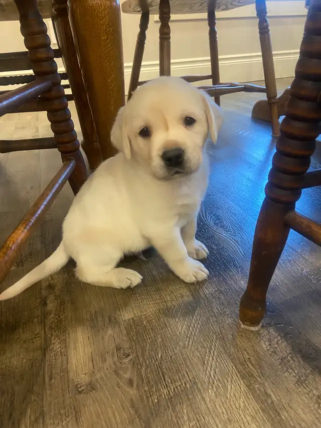 Lab puppies for sale in Dogs & Puppies for Rehoming in Stratford - Image 2