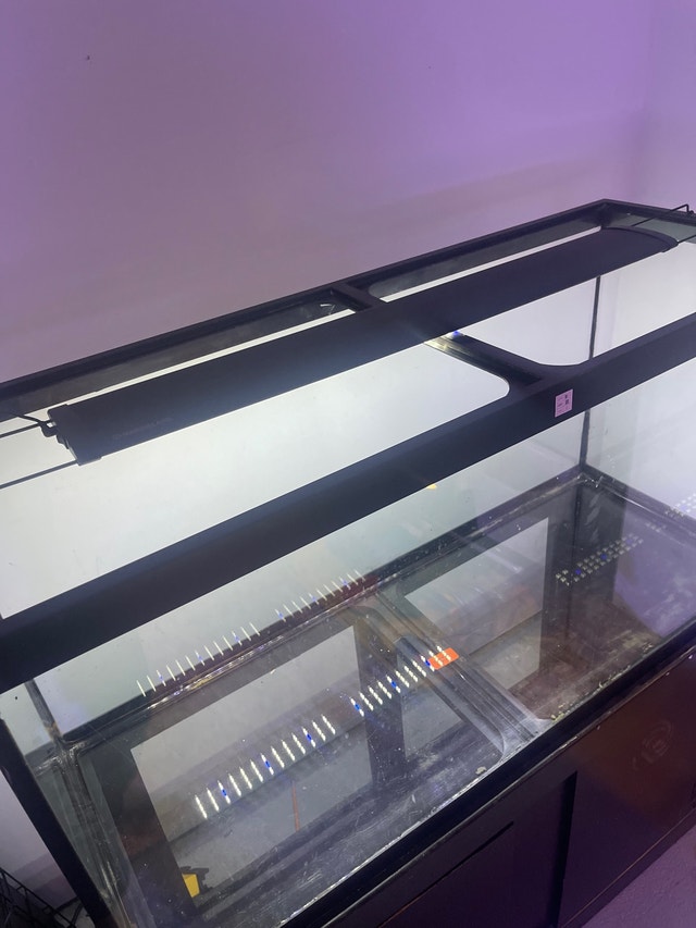 Fish tank 90g Fish for Rehoming Winnipeg Kijiji