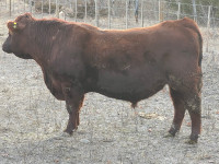 2 Year Old Registered Red Angus Bull for sale 