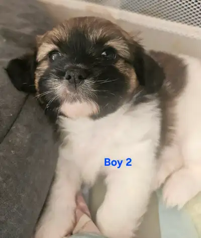 Shih Tzu Pom mix puppies for sale, View more