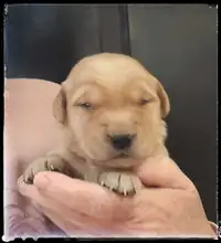 Golden Retriever Puppies - Ready In June - Please Read Ad First
