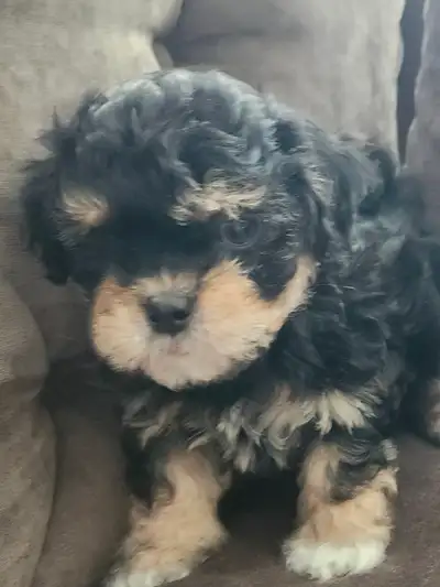 SHIH POO puppies, View more