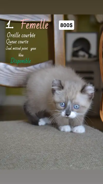 chaton highland lynx x munchkin , View more