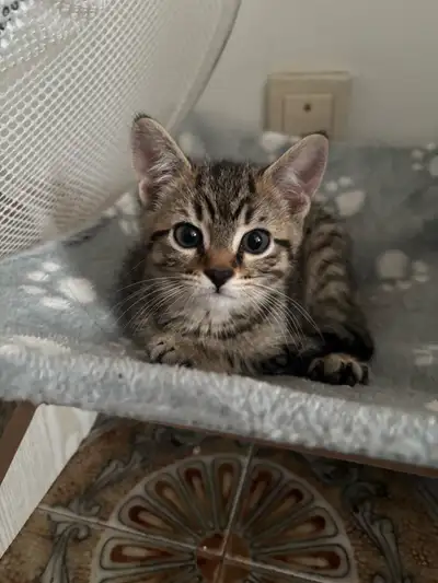 Chaton 3 mois Super colleux , joueur , un vrai petit amour. Propre à la litière , mange nourriture s...