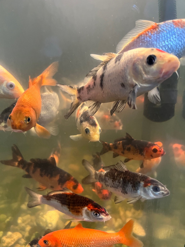Médium siz koi fish multicolore  et $7 petite à $7 lot de 5 in Animal & Pet Services in La Ronge - Image 2