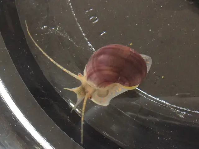 Beautiful Mystery Snails, Purple, Magenta and Yellow in Fish for Rehoming in Oakville / Halton Region - Image 6