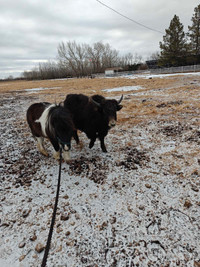 Yearling yak bull