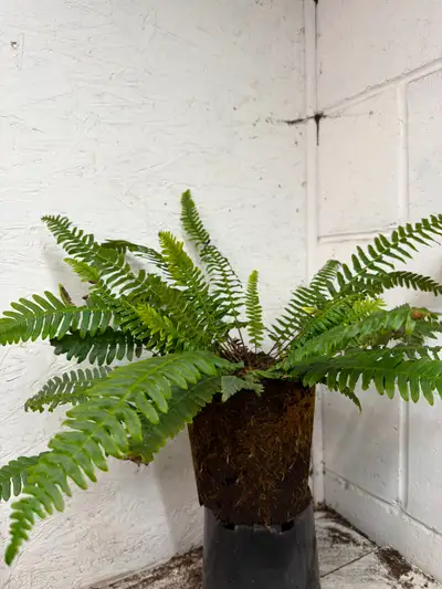 Native Ferns, View more
