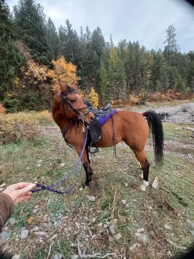 2012 Arabian Mare in Horses & Ponies for Rehoming in Cranbrook - Image 9