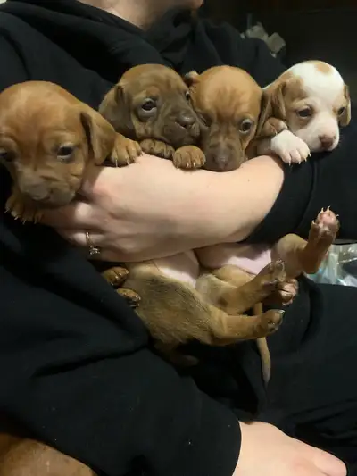 female chiweenie puppies, View more