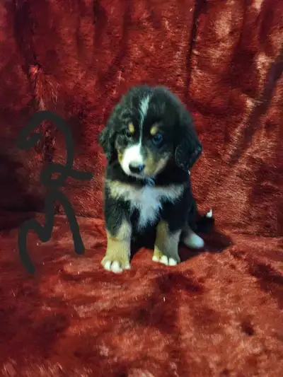 chiot bouvier bernois, View more