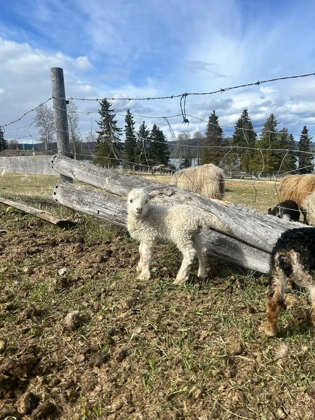 Purebred Icelandic Ram Lambs!!! in Livestock in Burns Lake - Image 8