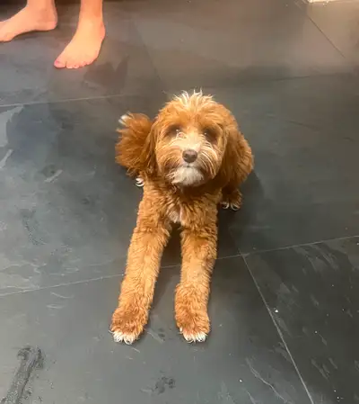 AUBAINE*** Mini Cockapoo, View more
