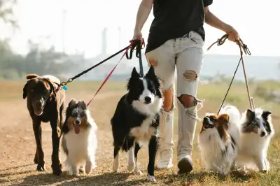 Saskatoon Dog Walker, View more