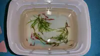 Yellow / Blue / Fire Red shrimps ed