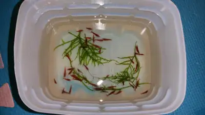 Yellow / Blue / Fire Red shrimps ed, View more