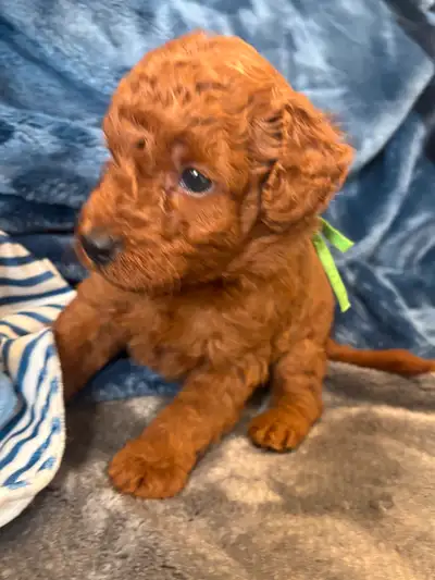 GOLDENDOODLES MINI F1BB, View more
