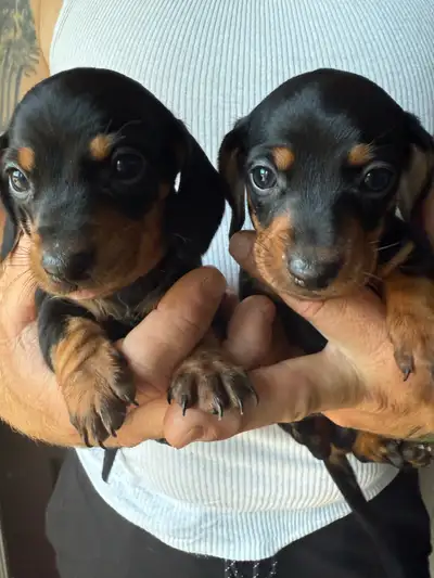 two beautiful black and tan dachshund puppies available, View more