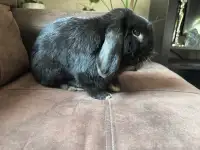 Bunny (small)