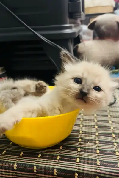 pure super sweet! adorable Siamese kitten! , View more