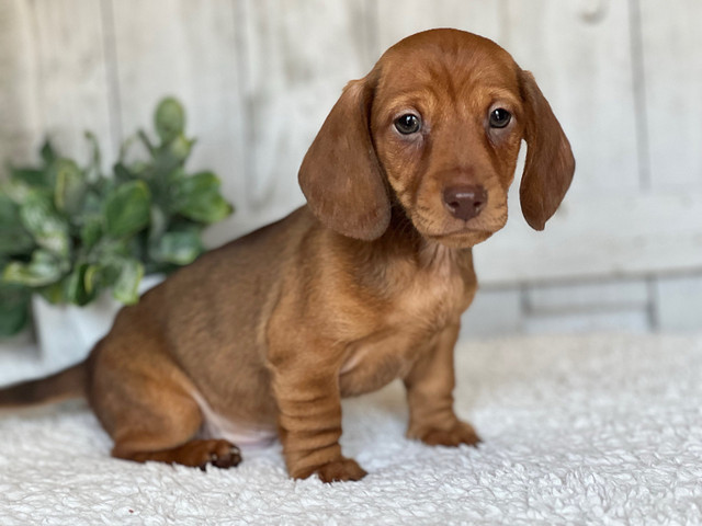 Dachshunds! ONLY ONE LEFT! in Dogs & Puppies for Rehoming in Nipawin