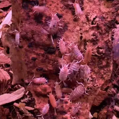 creamsicle isopods, View more