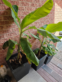 Banana plants for sale Healthy strong