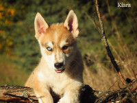 MINI HUSKY X GERMAN SHEPHERD PUPPIES