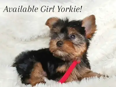 Pure Yorkie Puppies Available!, View more