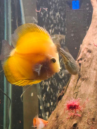 Discus available 