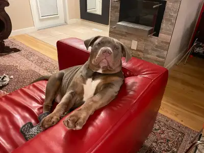 ENGLISH BULLDOG X, View more