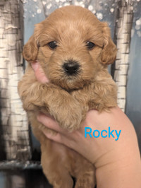 Adorable Maltipoo Puppies Available
