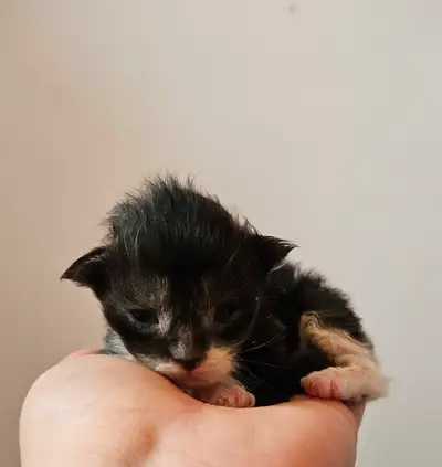 Maine Coon née le 14 Mai 2025, elles seront prêtes à quitter pour le mois d'Août. Nos Maine coon son...