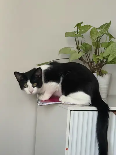 Black and White Kitten, View more