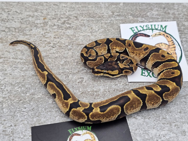 2023 Female Calico Enchi Ball Python in Reptiles & Amphibians for Rehoming in Markham / York Region