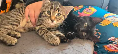 kittens males, View more