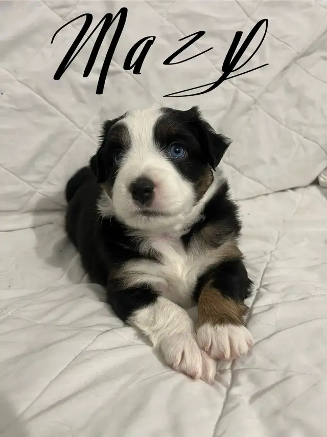 Miniature Australian Shepard pups in Dogs & Puppies for Rehoming in Edmonton - Image 4