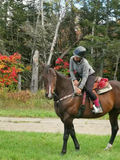 Cheval Guelding 13 ans 16mains, View more