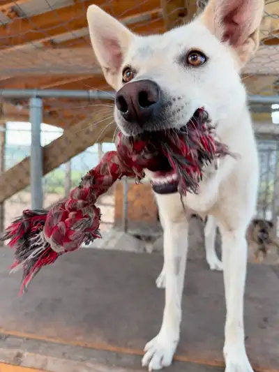 Koa - female husky/lab cross dog for adoption, View more