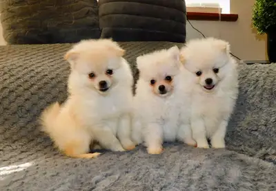 Chiots Pomeranien de disponible, View more