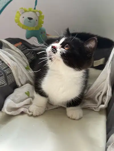 Tuxedo Kitten, View more