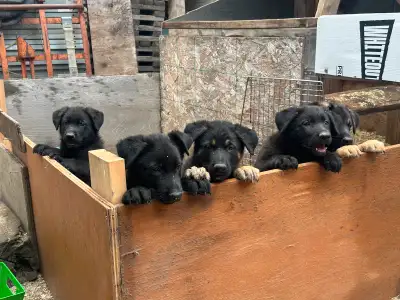 Black German Shepherd puppies, View more