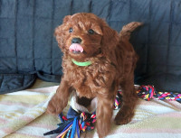 Mini Goldendoodle Red/Apricot Puppies (All puppies have homes)
