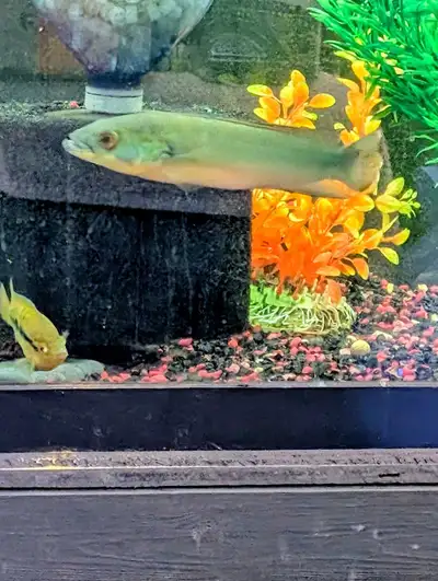 (Rare) Rosemarie Pike Cichlid $400 firm, View more
