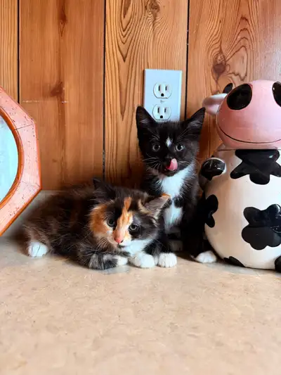 Tuxedo & Calico Kittens Available, View more