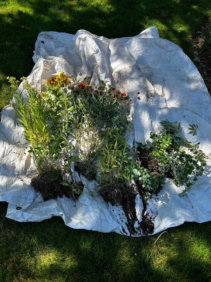 Free plants Free Stuff St. Catharines Kijiji