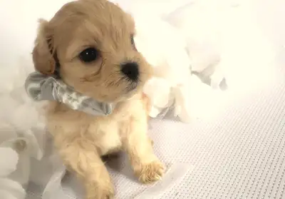 6 beautiful Maltipoo puppies looking forever homes!, View more