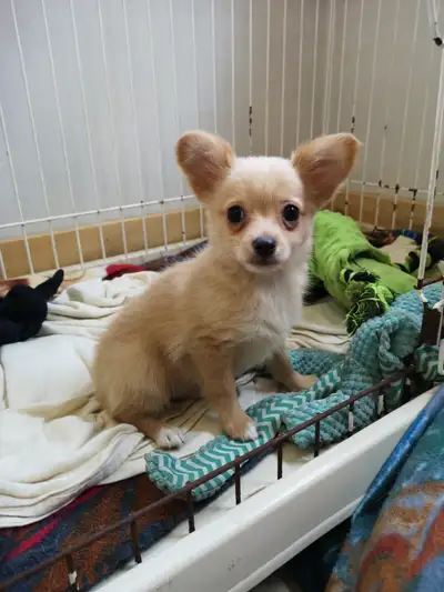 ❤️ VALENTYNE ENTERPRISE ❤️ CHIHUAHUA PUPS READY NOW 705-930-3541, View more