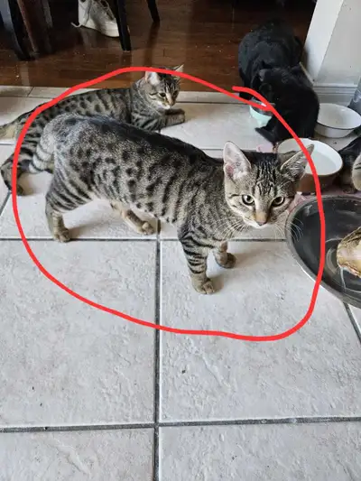 Cats for sale, View more