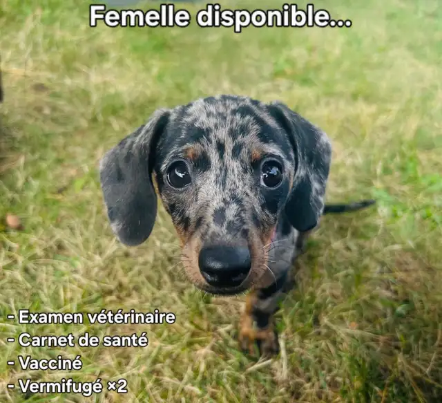 Teckel miniature in Dogs & Puppies for Rehoming in Laval / North Shore - Image 5